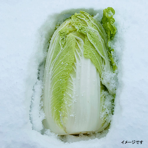 雪下白菜漬