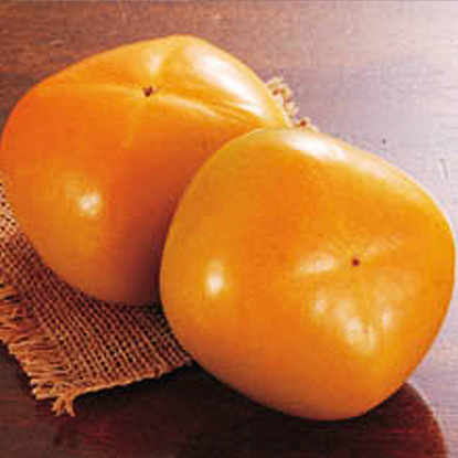 庄内柿の新品種『孝子丸』大箱(32ヶ～36ヶ)
